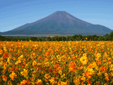 富士山花の都公園秋００５