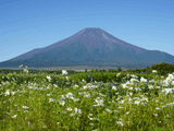 富士山花の都公園秋００６