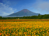 富士山花の都公園秋００８