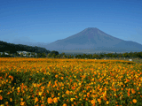 富士山花の都公園秋０１０