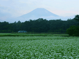 富士山花の都公園秋０１２