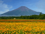 富士山花の都公園秋０１４