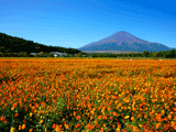 富士山花の都公園秋０１６