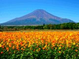 富士山花の都公園秋０１７