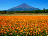 花の都公園（秋）の富士山写真素材（フリー素材）