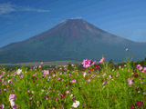 富士山花の都公園秋０１９