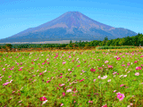 富士山花の都公園秋０２０