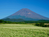 十里木（秋）の富士山写真素材（フリー素材）