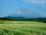 富士山十里木秋００７