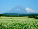 富士山十里木秋００８
