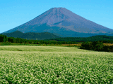 富士山十里木秋０１３