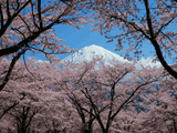 富士山大石寺春０１７