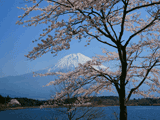 田貫湖（春）の富士山写真素材（フリー素材）