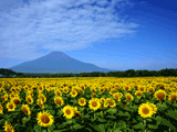 富士山花の都公園夏００１