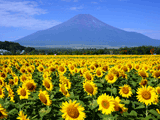 富士山花の都公園夏００３