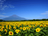 富士山花の都公園夏００４