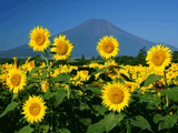 富士山花の都公園夏００６