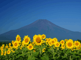 富士山花の都公園夏００７