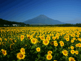 富士山花の都公園夏００８