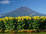 富士山花の都公園夏００９