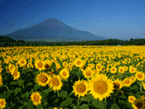 富士山花の都公園夏０１１