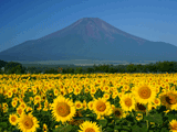 富士山花の都公園夏０１３