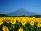富士山花の都公園夏０１４