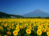 富士山花の都公園夏０１５