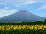 富士山花の都公園夏０１６