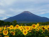 富士山花の都公園夏０１７