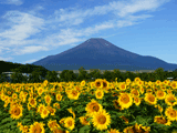 富士山花の都公園夏０１８