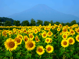 富士山花の都公園夏０２１