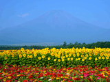 富士山花の都公園夏０２２