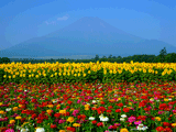 富士山花の都公園夏０２４