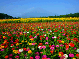 富士山花の都公園夏０２５