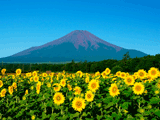 富士山花の都公園夏０２７