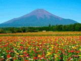 富士山花の都公園夏０２８