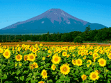 富士山花の都公園夏０３０