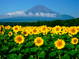 富士山花の都公園夏０３１