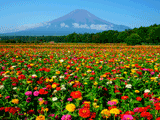 富士山花の都公園夏０３２