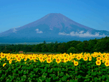 富士山花の都公園夏０３３