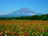 富士山花の都公園夏０３４