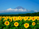 富士山花の都公園夏０３５